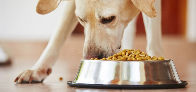 Сухий корм для цуценят, Royal Canin Вінниця - изображение 1