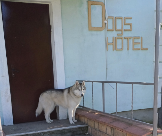 Гостиница для собак в Киеве - Dogs Hotel Pes Kiev