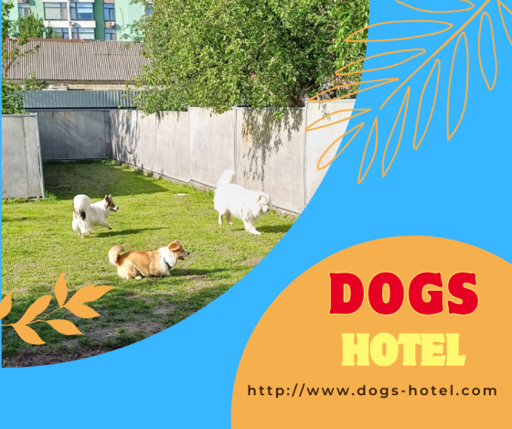 Гостиница для собак в Киеве - Dogs Hotel Pes Kiev