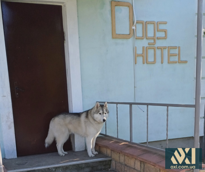 Гостиница для собак в Киеве - Dogs Hotel Pes Київ - изображение 2