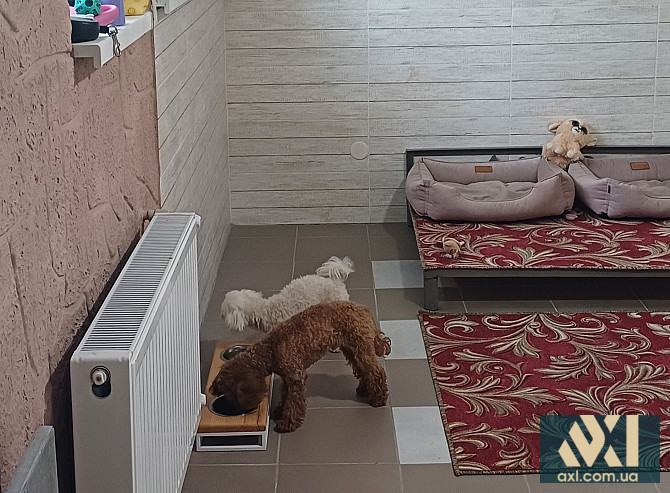 Гостиница для собак в Киеве - Dogs Hotel Pes Київ - зображення 9