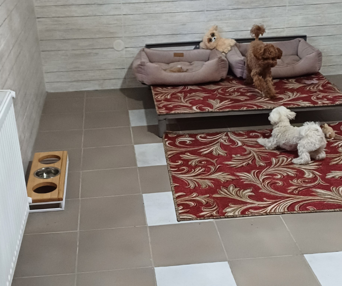 Гостиница для собак в Киеве - Dogs Hotel Pes Київ - изображение 16