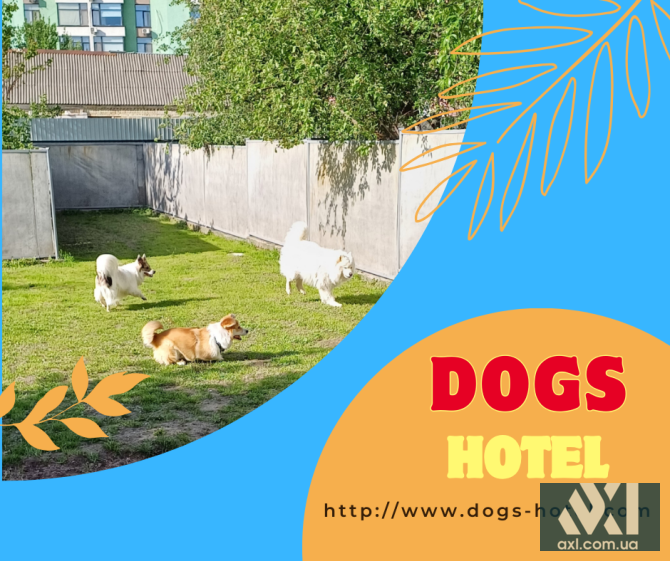 Гостиница для собак в Киеве - Dogs Hotel Pes Київ - зображення 1