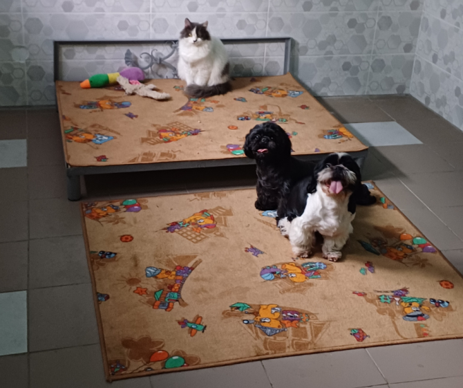 Гостиница для собак в Киеве - Dogs Hotel Pes Київ - зображення 15