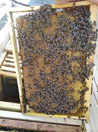 Продам бджолопакети Коломия