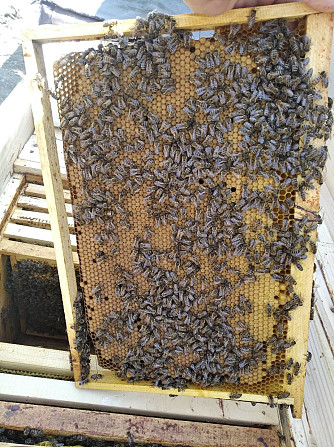 Продам бджолопакети Коломия - зображення 1