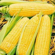 Насіння кукурудзи  - зображення 1