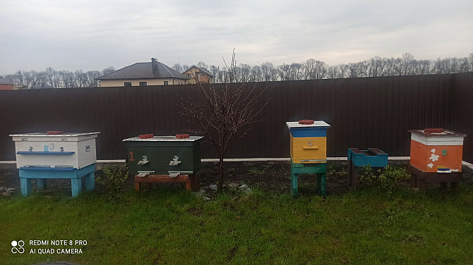 Бджоли з вуликами Вінниця - зображення 1