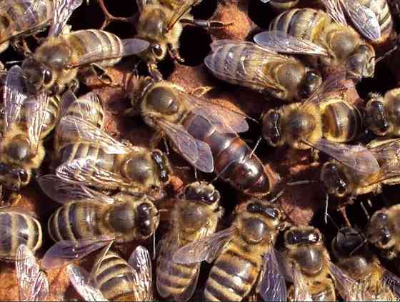 Бджоломатки Карніка, Карпатка Мукачево