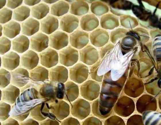 Бджоломатки Карніка, Карпатка Мукачево