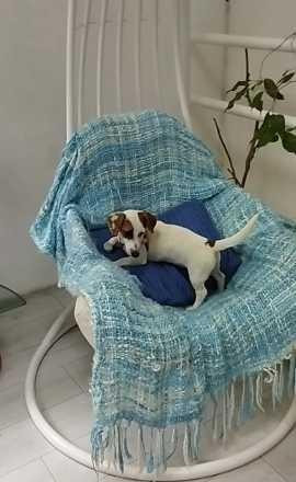 Щенки Джек Рассел Терьер Одесса,(Jack Russell Terrier puppies Odessa) Одеса - зображення 3