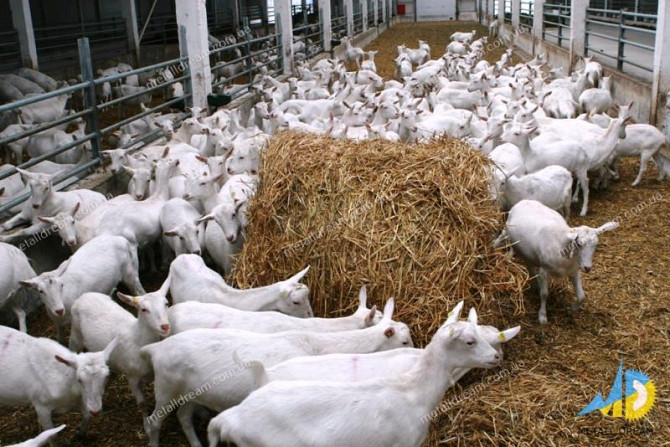 Стійлове обладнання для утримання кіз та овець Київ - изображение 1