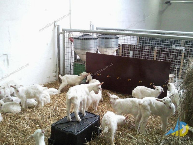 Стійлове обладнання для утримання кіз та овець Київ - изображение 8