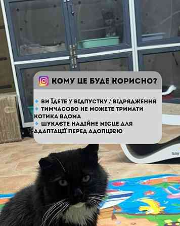 Перетримка для котиків. Котоготель. Київ