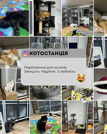 Перетримка для котиків. Котоготель. Київ