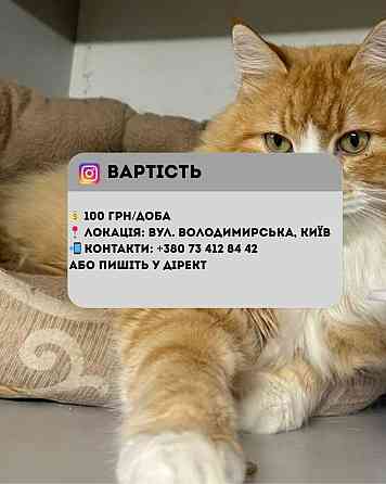 Перетримка для котиків. Котоготель. Київ