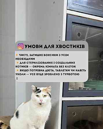 Перетримка для котиків. Котоготель. Київ