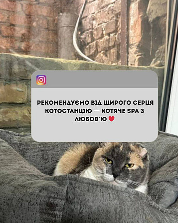 Котоготель у центрі Києва – турбота, комфорт і любов для вашого улюбленця! Київ - зображення 6