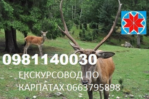 Екскурсовод по Карпатах, екскурсії по Карпатах, гід Яремче, екскурсії Яремче - зображення 15