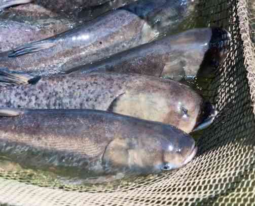 Куплю товстолоб, сом по всій Україні. Гурт Черкаси