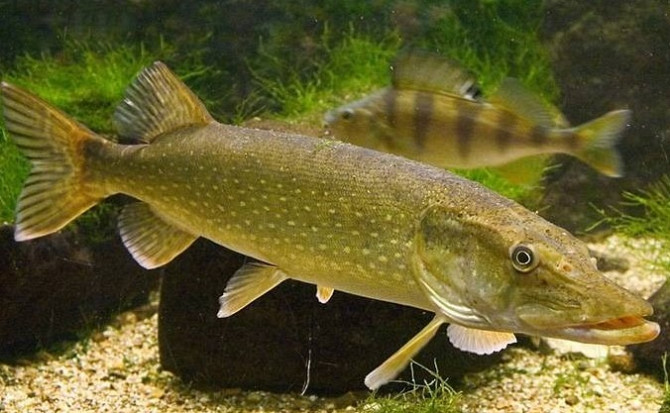 Куплю судак, щуку по всій Україні. Гурт. Черкаси - зображення 1