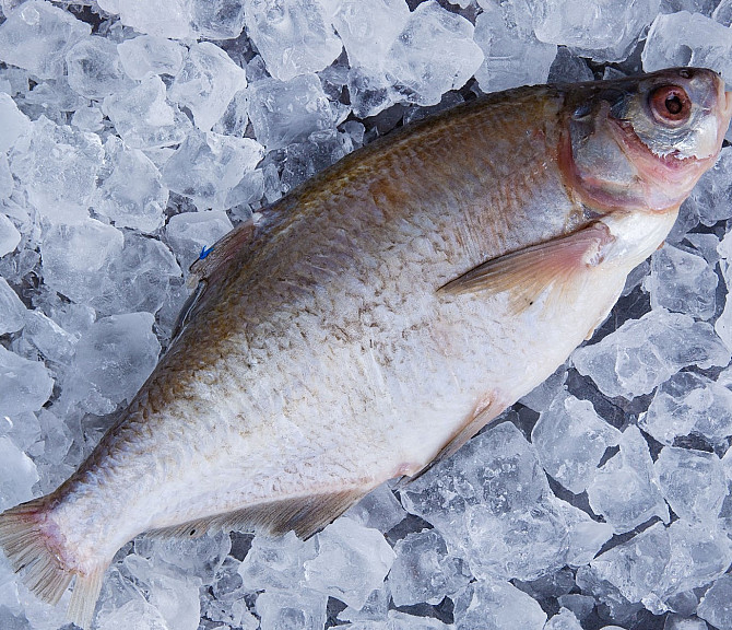 Куплю лящ, плітку ( тарань ), густера, синець по всій Україні. Гурт. Черкаси - зображення 1