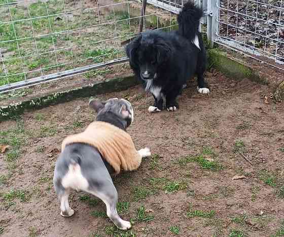 Готель для собак і котів у Києві — різні умови утримання, індивідуальний підхід Київ