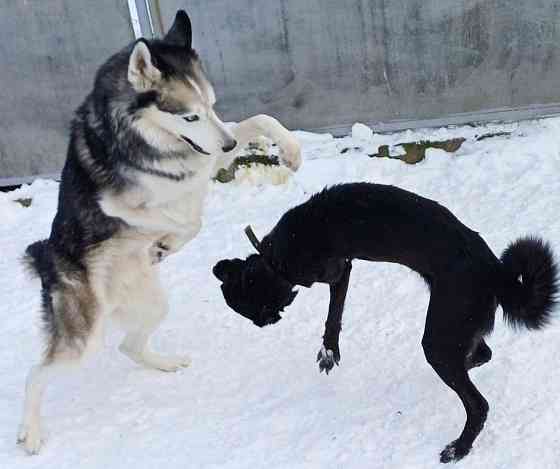 Готель для собак і котів у Києві — різні умови утримання, індивідуальний підхід Київ