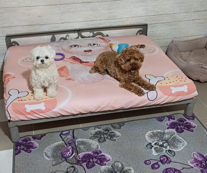 Готель для собак і котів у Києві — різні умови утримання, індивідуальний підхід Київ - зображення 8