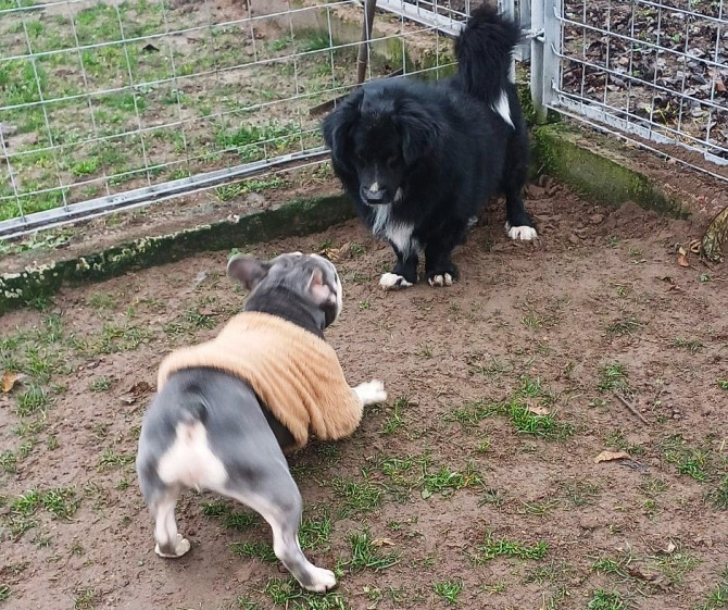 Готель для собак і котів у Києві — різні умови утримання, індивідуальний підхід Київ - зображення 2