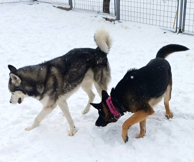 Готель для собак і котів у Києві — різні умови утримання, індивідуальний підхід Київ - зображення 4