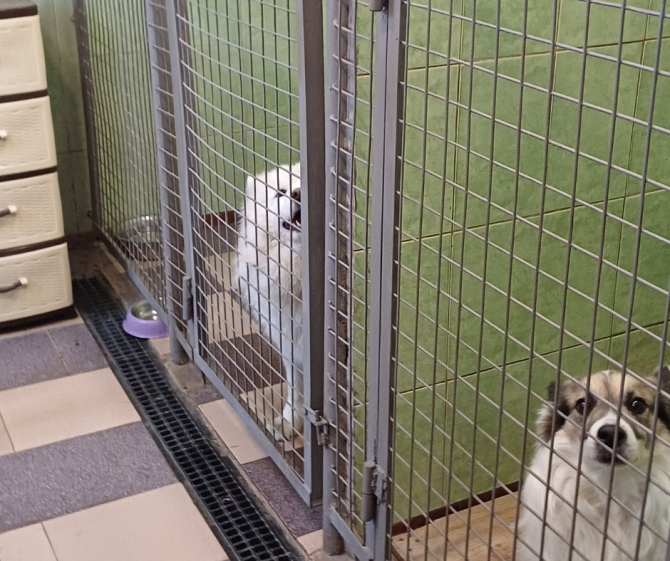 Готель для собак і котів у Києві — різні умови утримання, індивідуальний підхід Київ - зображення 9