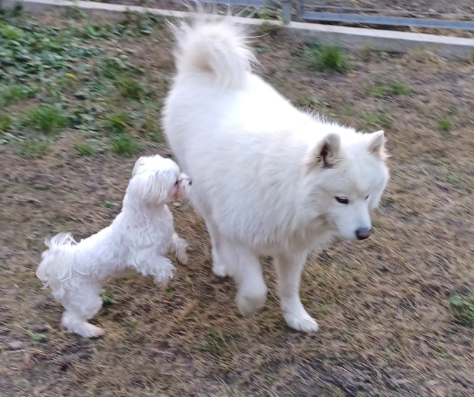 Готель для собак і котів у Києві — різні умови утримання, індивідуальний підхід Київ - зображення 13