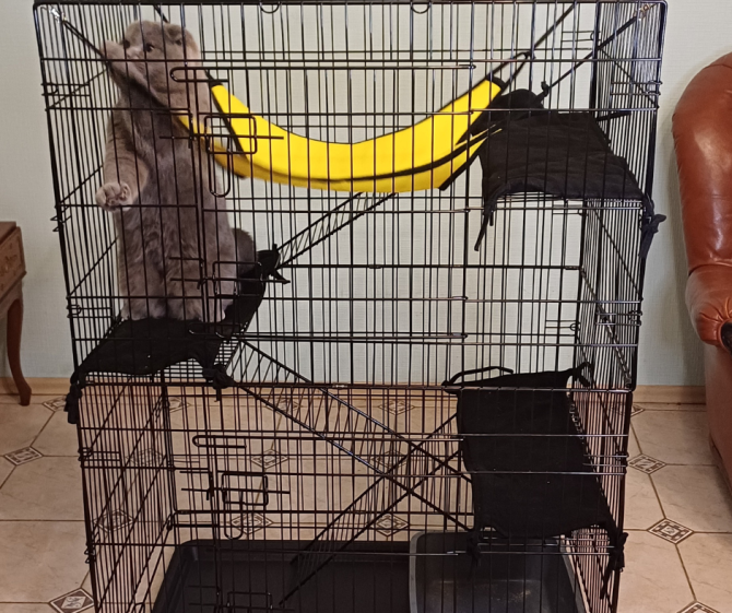 Готель для собак і котів у Києві — різні умови утримання, індивідуальний підхід Київ - зображення 12