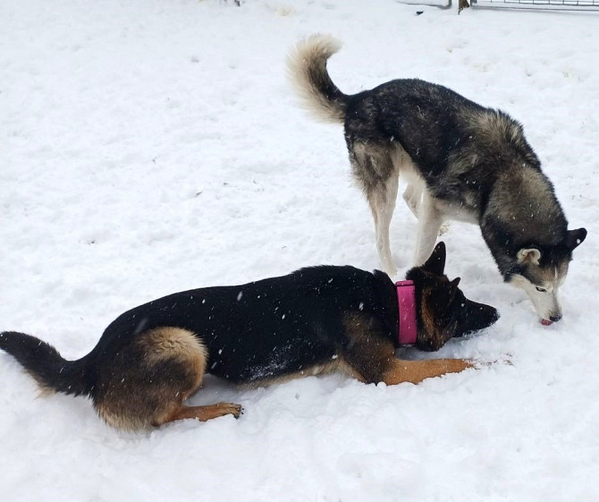 Готель для собак і котів у Києві — різні умови утримання, індивідуальний підхід Київ - зображення 5