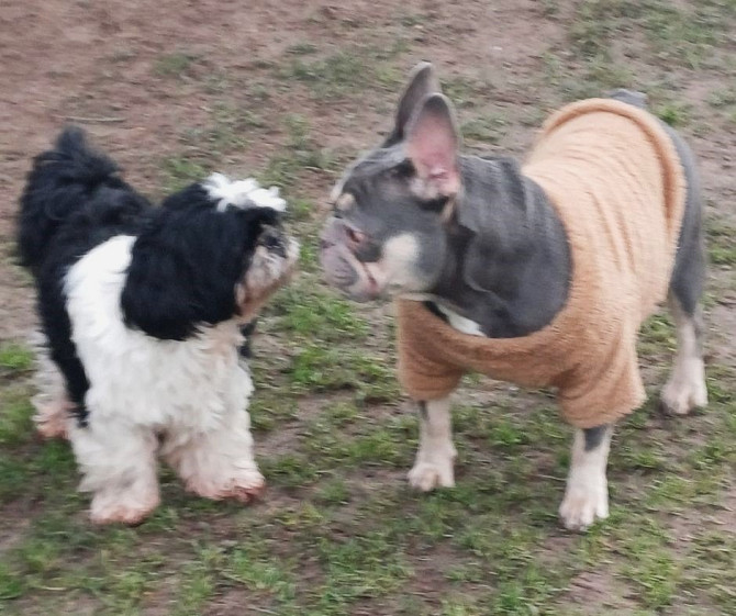 Готель для собак і котів у Києві — різні умови утримання, індивідуальний підхід Київ - зображення 1