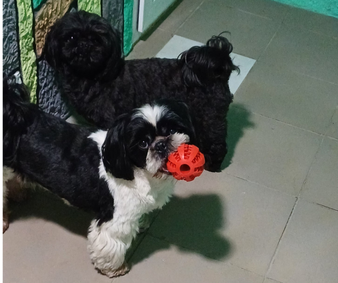 Готель для собак і котів у Києві — різні умови утримання, індивідуальний підхід Київ - зображення 11