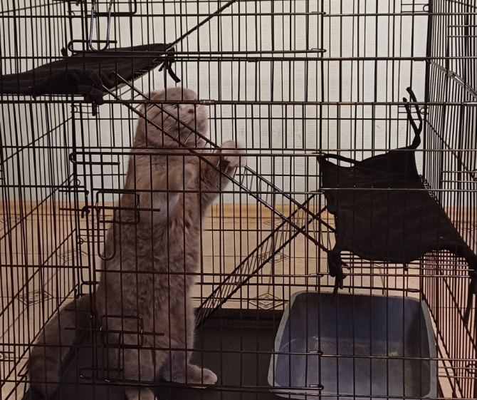 Готель для собак і котів у Києві — різні умови утримання, індивідуальний підхід Київ - зображення 7