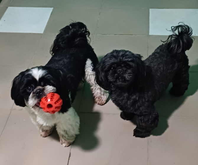 Готель для собак і котів у Києві — різні умови утримання, індивідуальний підхід Київ - зображення 10