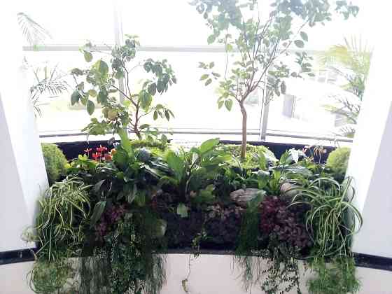 Консультації по кімнатних рослинах (підбор для квартири, зимового саду; догляд; пересадка; вирішення проблем із шкідниками) Дніпро