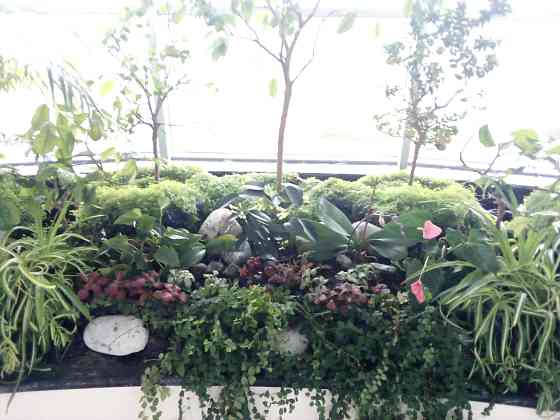 Консультації по кімнатних рослинах (підбор для квартири, зимового саду; догляд; пересадка; вирішення проблем із шкідниками) Дніпро