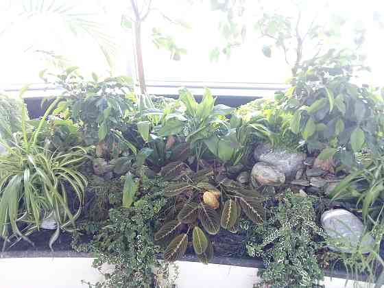 Консультації по кімнатних рослинах (підбор для квартири, зимового саду; догляд; пересадка; вирішення проблем із шкідниками) Дніпро