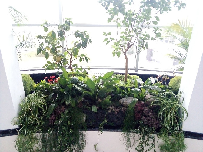 Консультації по кімнатних рослинах (підбор для квартири, зимового саду; догляд; пересадка; вирішення проблем із шкідниками) Дніпро - зображення 1