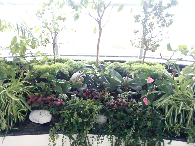 Консультації по кімнатних рослинах (підбор для квартири, зимового саду; догляд; пересадка; вирішення проблем із шкідниками) Дніпро - зображення 2