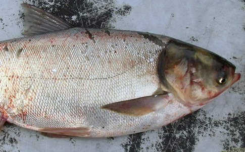 Куплю товстолоб по Україні. Гурт. Самовивіз. Розрахунок готівка Черкаси